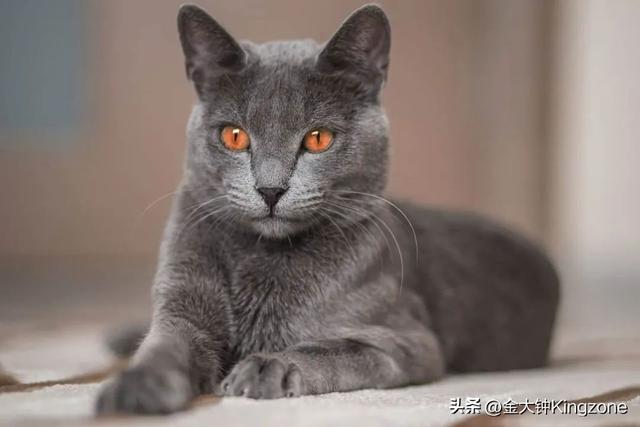 世界上最可爱的猫，世界上最可爱的几十种猫咪（猫味最重的五种猫咪）