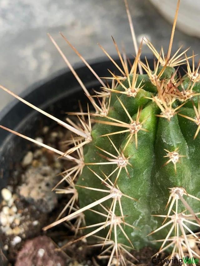 仙人掌的生长过程，仙人掌植物的生长过程