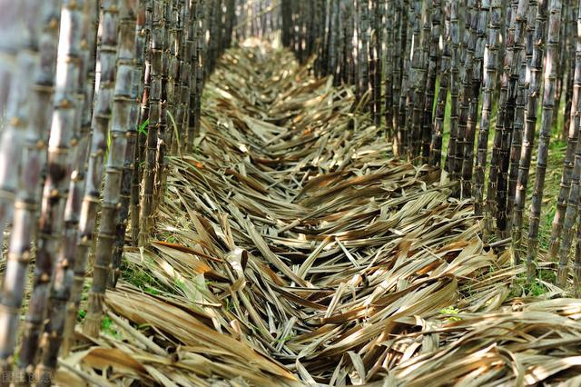 甘蔗介绍及种植方法，甘蔗介绍及种植