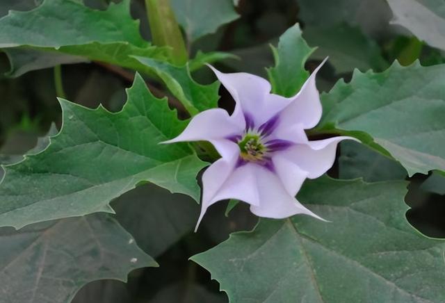 曼陀罗花刺有毒吗，小区惊现有毒“情花”