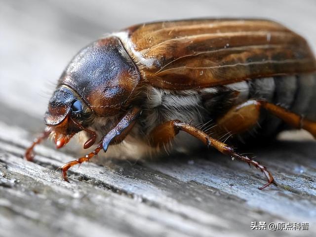 盘点童年玩过的十种昆虫，童年玩过的10种昆虫