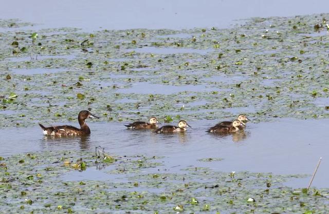 合肥周边哪些城市适合自驾游，长丰一日游景点自驾游攻略