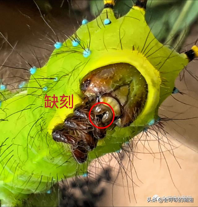 绿尾大蚕蛾出现在几月份，自博馆绿尾大蚕蛾开始羽化啦