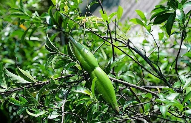 农村产生的八种野果，如果你家在农村