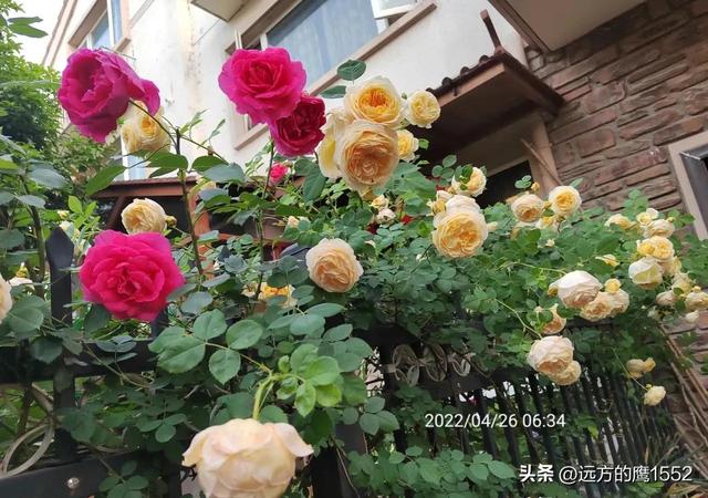 玛格丽特王妃月季，玛格丽特王妃花苞（最值得养的“月季”）