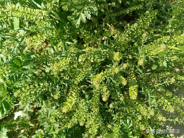 这么多野菜你认识几种，比韭菜还鲜嫩