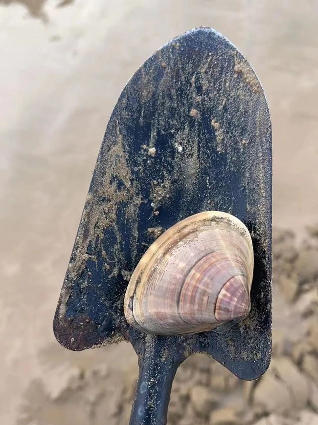 洞头冬天还能不能赶海，天气这么好去洞头赶海啊