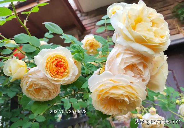 玛格丽特王妃月季，玛格丽特王妃花苞（最值得养的“月季”）