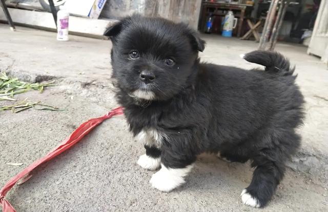 黑狗白爪子寓意，家里养只黑狗有什么说法吗