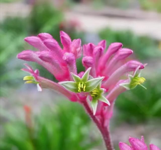 奇花异草160种，25种奇花异草第1集