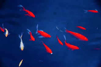 人的祖先是鱼吗，科学家证实人类是鱼进化而来