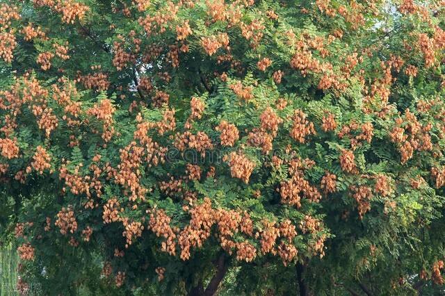 门前栽什么树最好，门前种什么树最旺宅（门前种上“5棵树”）