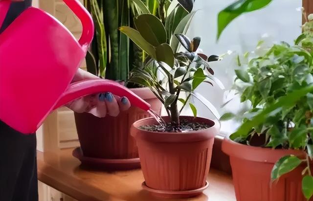 半封闭阳台如何养花，封闭小阳台养花也很棒