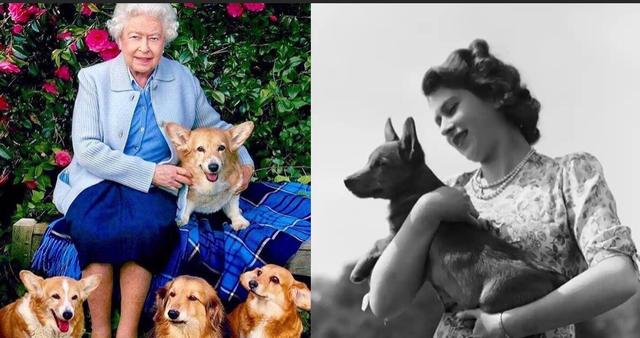 英国女王重新养柯基，英国女王留下的柯基犬有去处了