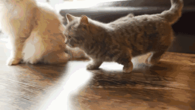 矮脚猫是什么品种，矮脚猫优缺点是什么（小短腿的矮脚猫，傻傻分不清楚）