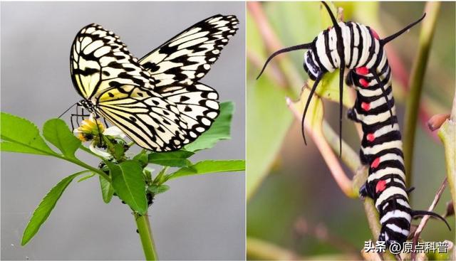 盘点童年玩过的十种昆虫，童年玩过的10种昆虫