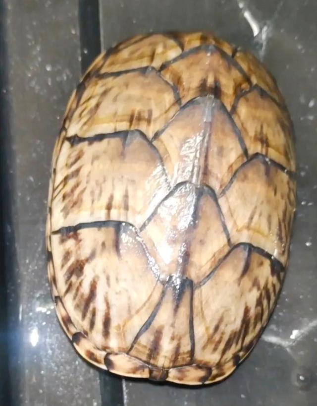 越养越好看的蛋龟，“三大巨蛋”之一的墨西哥巨蛋龟