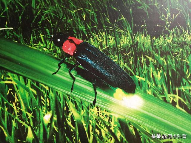 盘点童年玩过的十种昆虫，童年玩过的10种昆虫