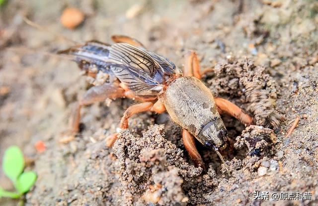 盘点童年玩过的十种昆虫，童年玩过的10种昆虫