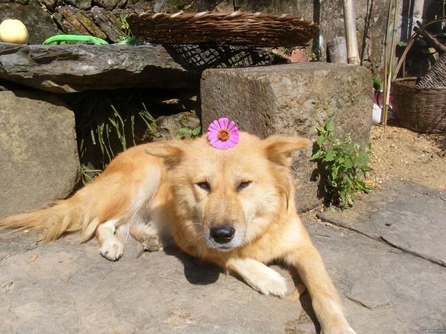 什么小型犬最聪明，三种最聪明的狗狗（非常适合“新手”饲养）