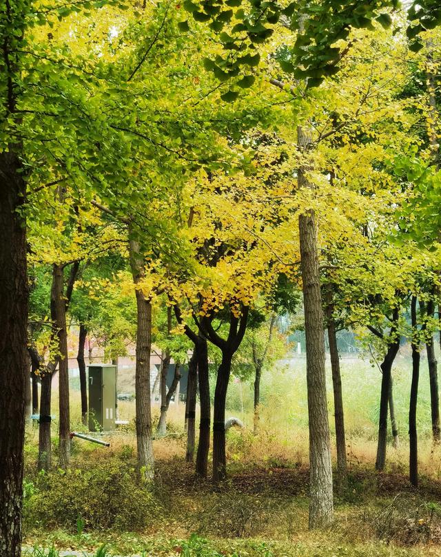 北宫国家森林公园景点介绍，北宫国家森林公园游记