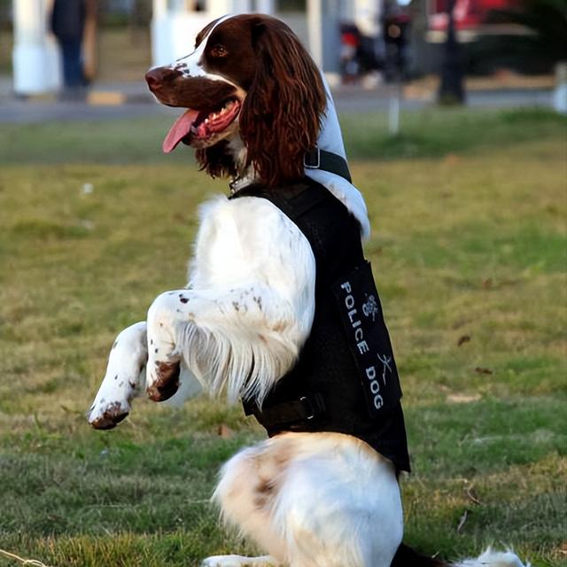 如何挑选优秀的史宾格幼犬，史宾格犬的品相