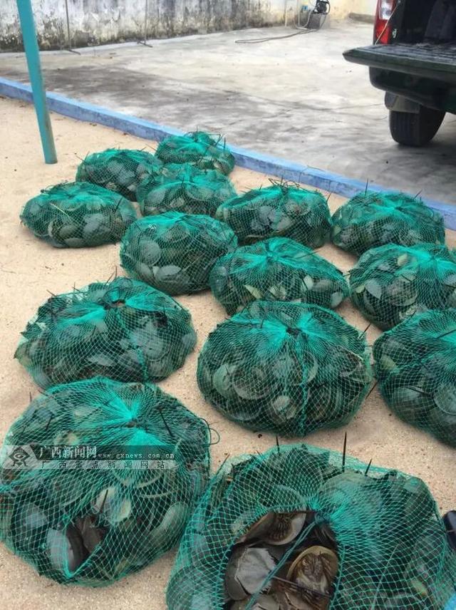 柬埔寨血奴事件，柬埔寨血奴事件发生原因（90后福建女子柬埔寨遭性侵殴打）