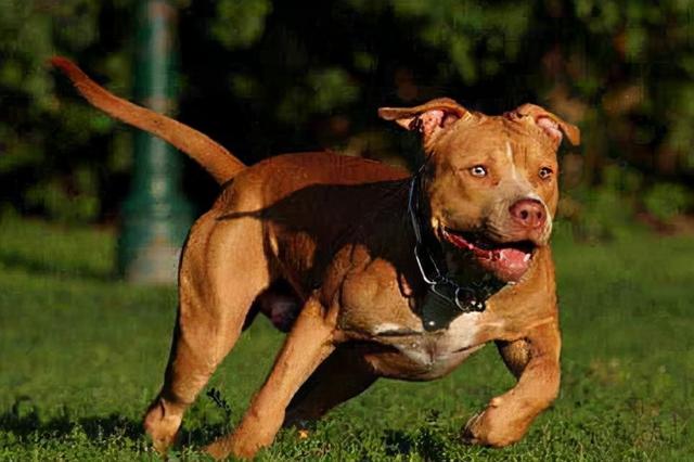 什么狗狗最听话最温顺，这5种狗狗不仅性格温顺