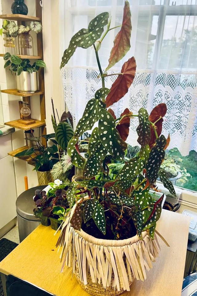 各种盆栽花的养殖方法，很值得养一盆的6种室内盆栽