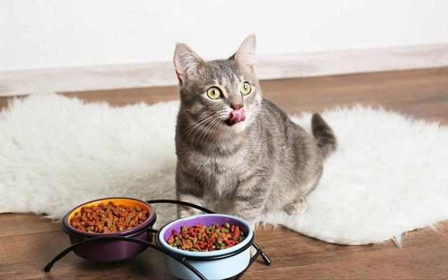 猫咪开心的表现，猫咪最机灵的6个表现