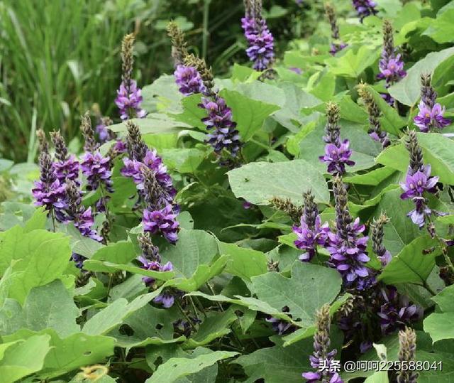 葛薯跟红薯的区别，农村一种野菜