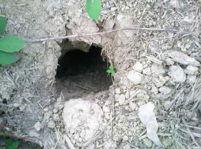 蛇洞，自然密码蛇洞之谜