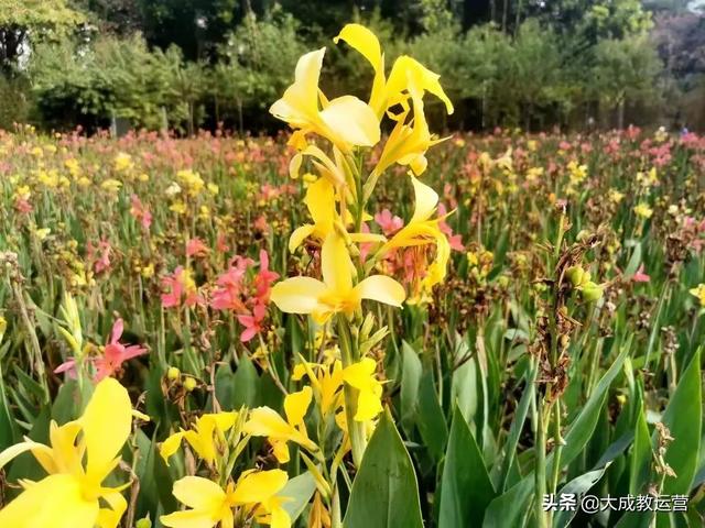 江南公园黄花风铃木陆续绽放，品悟江南 ， 醉看江南风铃美