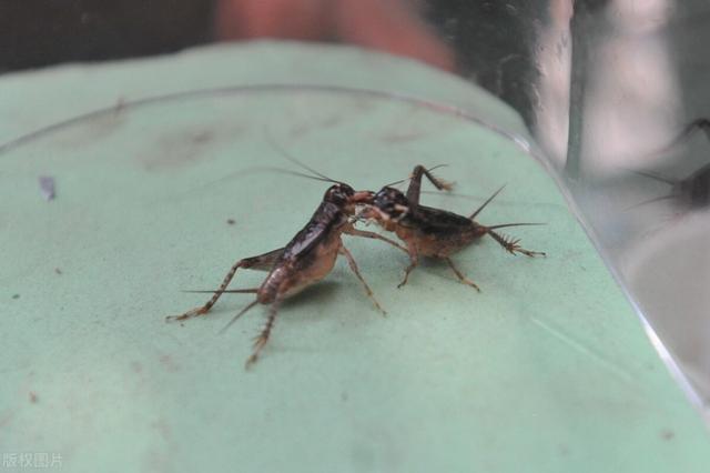 农村最常见虫子的叫声，乡村夜晚农田里