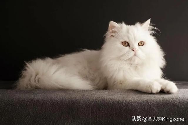 世界上最可爱的猫，世界上最可爱的几十种猫咪（猫味最重的五种猫咪）