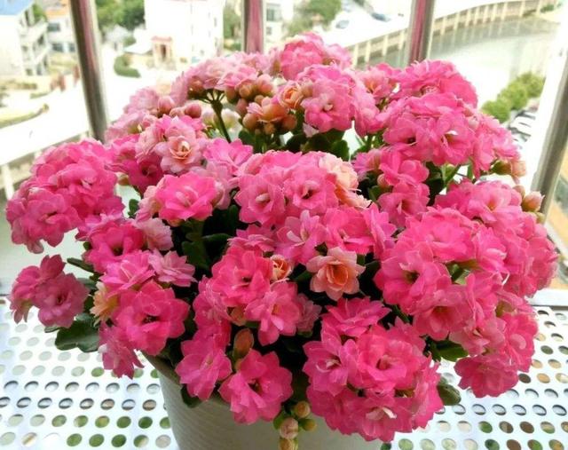 家里多养花的6大好处，10个养花好处