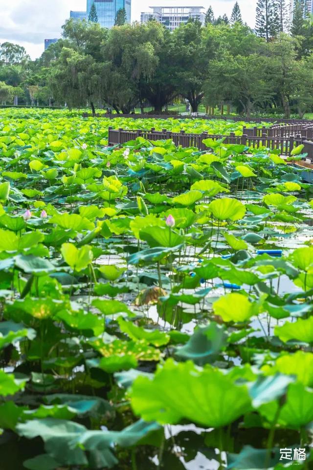 附近看花的地方，深圳最适合去赏花的地方（2023西安及周边赏樱花的地点大全）