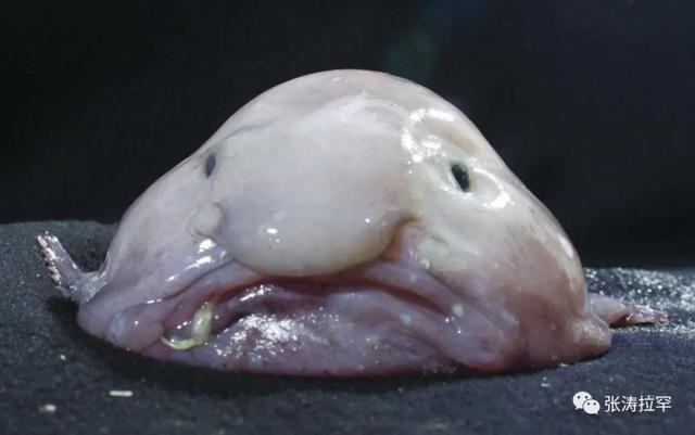 6种长相奇特的动物，千奇百怪一眼销魂