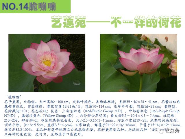 名贵荷花十大品种，最大的荷花品种排行榜