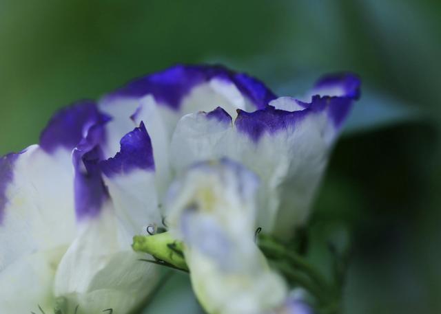 紫红色景观花卉，花卉紫色花卉