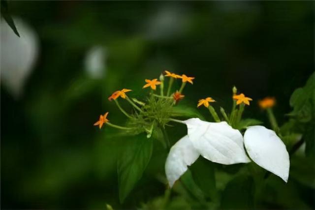 奇花异草160种，25种奇花异草第1集