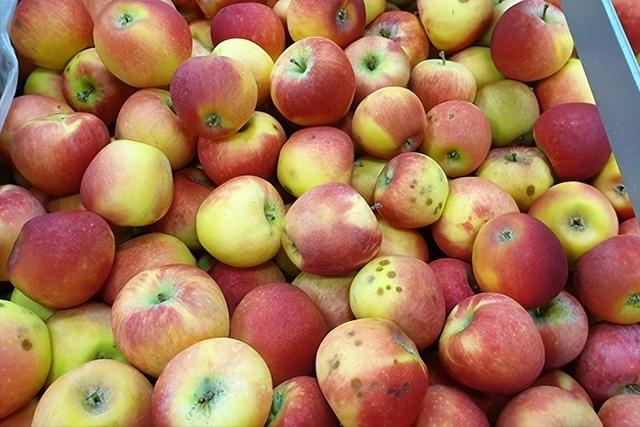 红富士苹果产地在哪里，第一个敢向我国大量出口红富士苹果的国家（红富士苹果是哪里引进的）