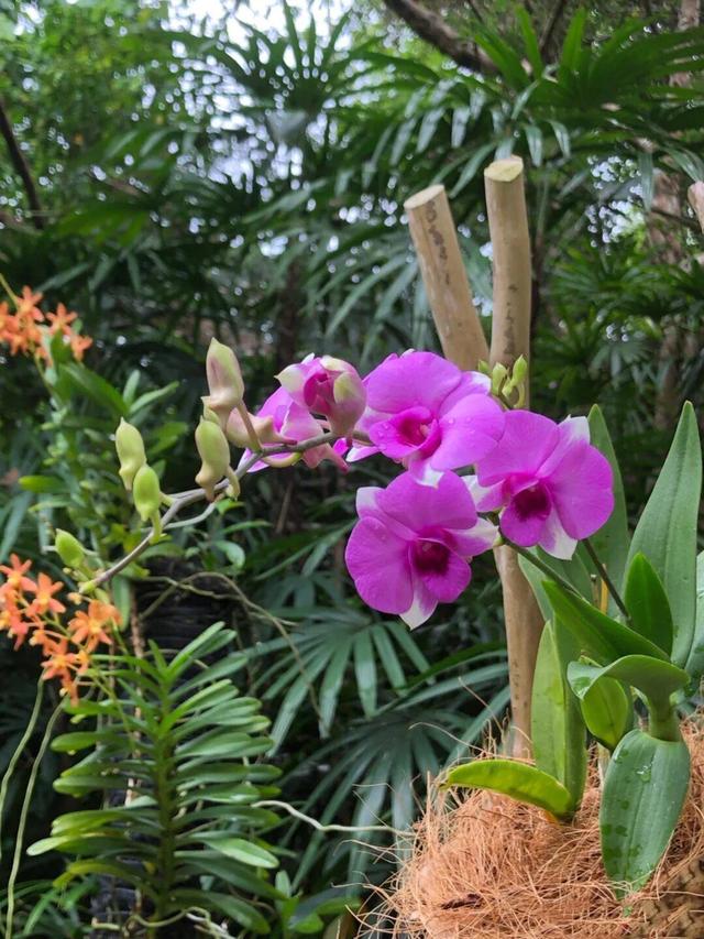 观赏新加坡国花，胡姬花新加坡国花