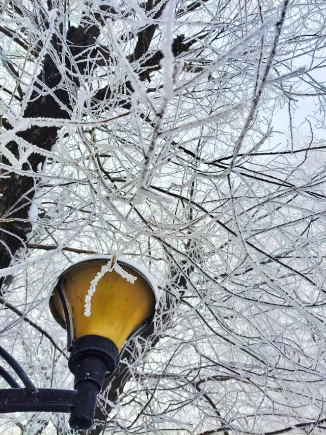 吉林雾凇景色奇特三九严寒，冰天雪地中的美景——吉林雾凇