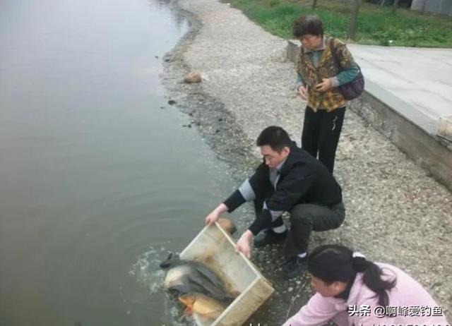 鲤鱼和海里的鱼有什么区别，鲤鱼的苦衷南方人