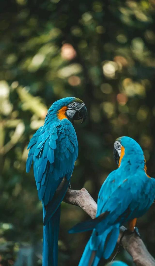 病态占有欲爆发，欲望过激肆意生长