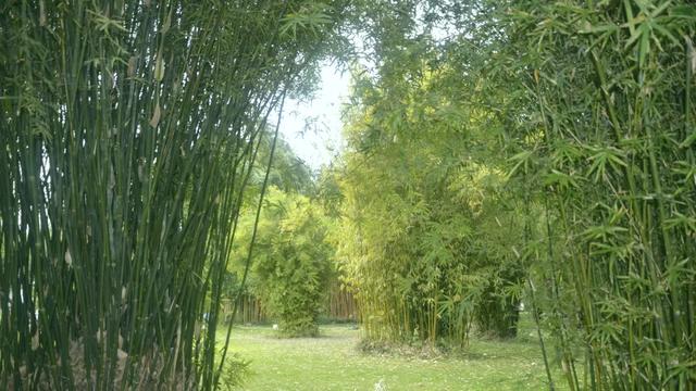 湖南长沙橘子洲，长沙旅游橘子洲景区攻略（湖南长沙橘子洲烟花回来了！）