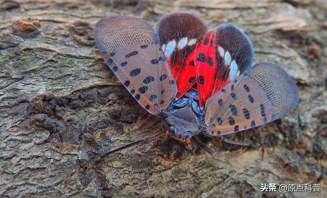 盘点童年玩过的十种昆虫，童年玩过的10种昆虫
