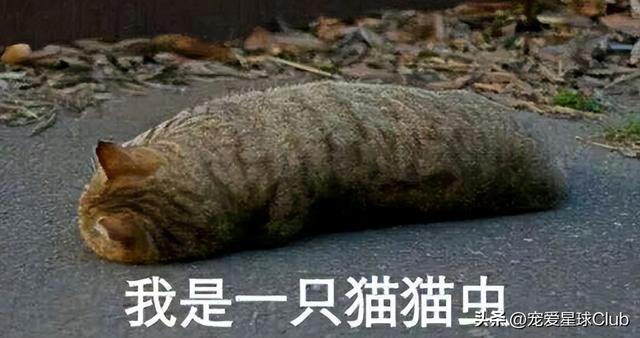 驱虫的正确方法和时间，养猪经：这样驱虫才能事半功倍