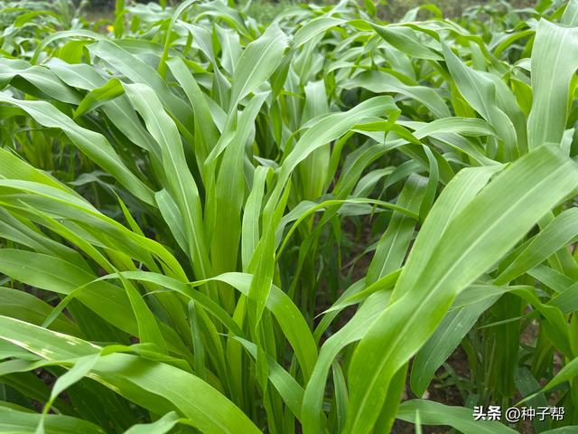 牧草种植品种的选择，干货分享：牧草品种怎么选择